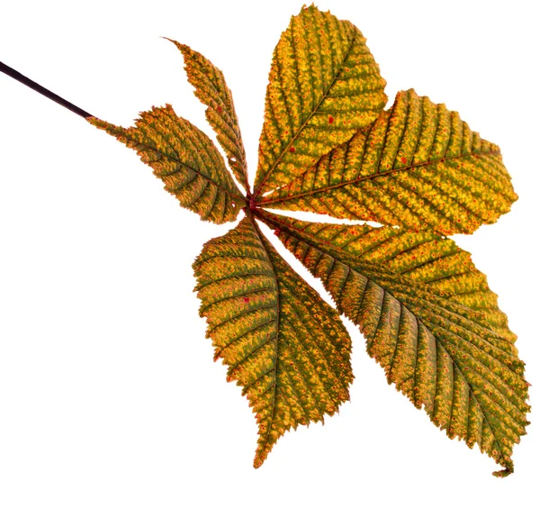 Leaf of horse chestnut tree Stock Photo by ©Madllen 50791893
