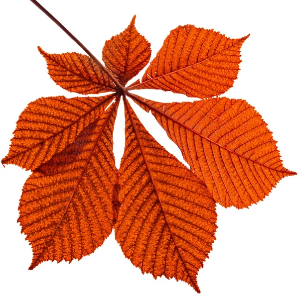 Leaf of horse chestnut tree Stock Photo by ©Madllen 50791893