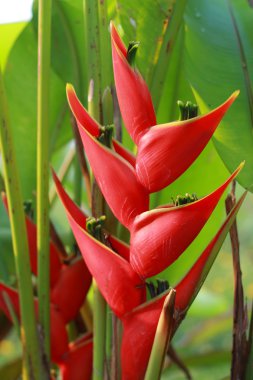 heliconia kırmızı çiçek