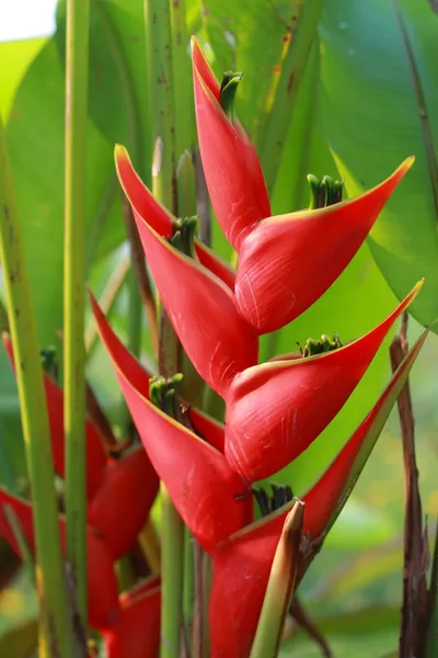 Heliconia flor roja — Foto de Stock