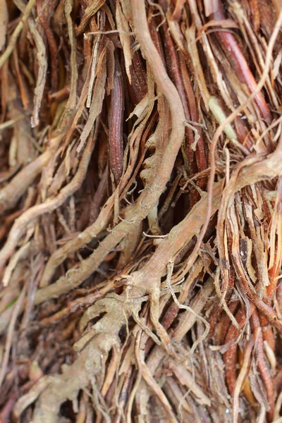 Raiz de árvore natural . — Fotografia de Stock