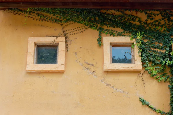 Vintage muur venster groene bladeren. — Stockfoto