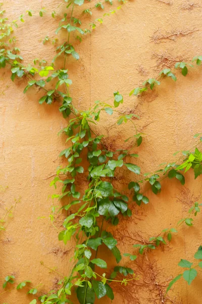 Zelené listy na oranžové zdi — Stock fotografie