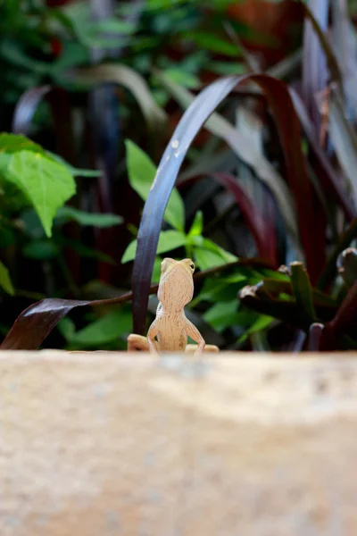树上的棕色泰国蜥蜴 — 图库照片