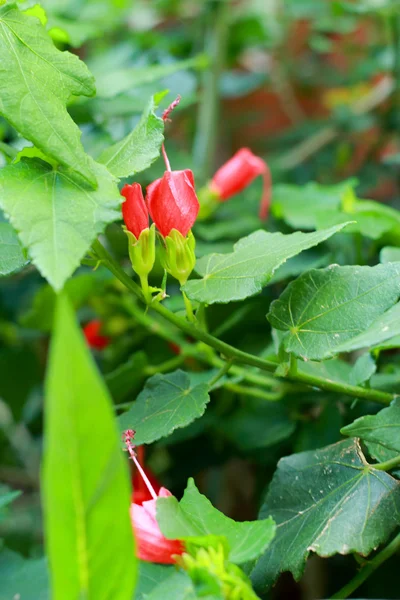 Czerwony mały kwiat — Zdjęcie stockowe