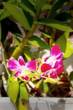 Orkide - pembe çiçekler