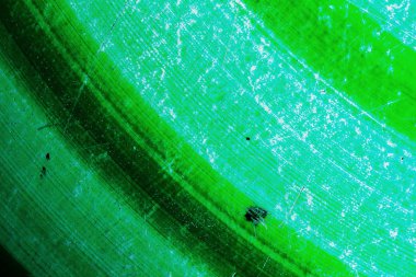 arka plan taş yeşil.