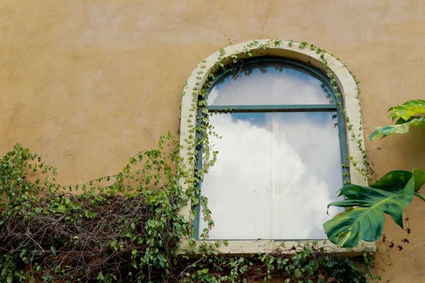 Janela de parede vintage folhas verdes . — Fotografia de Stock