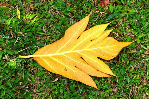 Feuilles jaunes sur l'herbe. — Photo