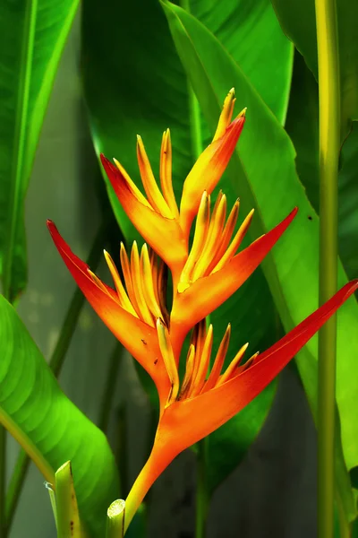 Heliconia gul blomma — Stockfoto