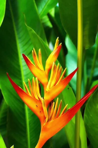 Heliconia yellow flower Royalty Free Stock Images