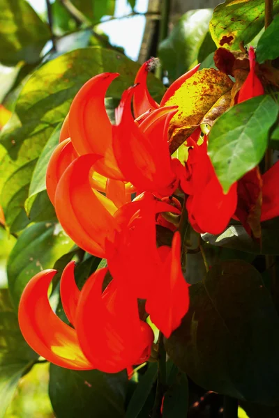 Flor naranja de Newguinea Creeper —  Fotos de Stock