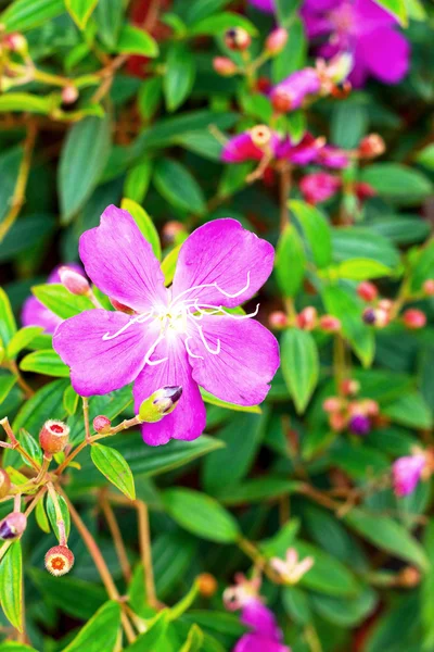 Фиолетовые цветы в саду. — стоковое фото