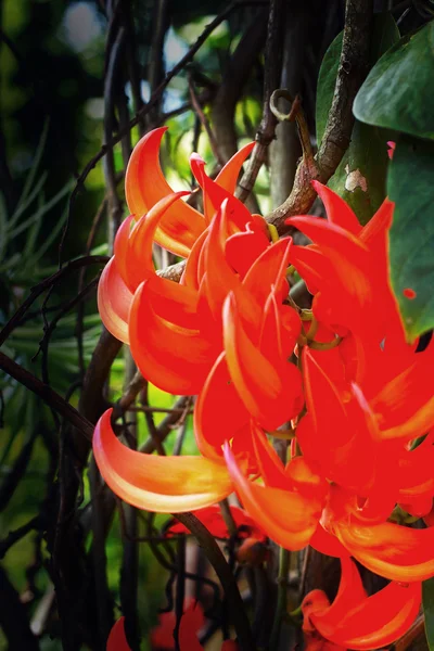 Flor naranja de Newguinea Creeper —  Fotos de Stock