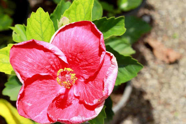 Flores rojas - Flor de hibisco —  Fotos de Stock