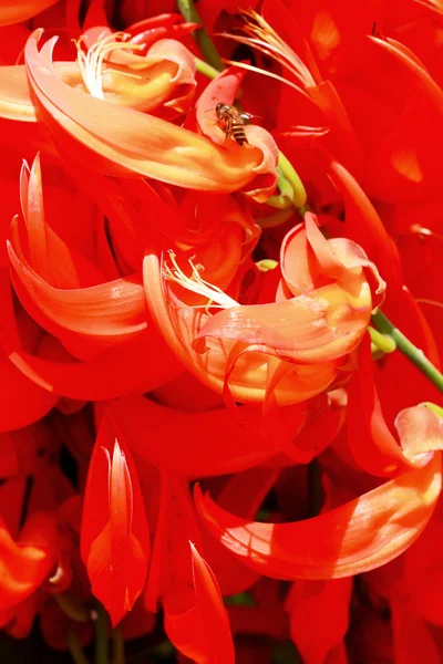 Flor de laranja de Newguinea Creeper — Fotografia de Stock