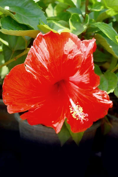 Flores rojas - Flor de hibisco —  Fotos de Stock