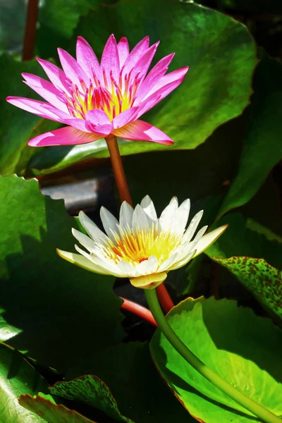 Flores de loto rosadas y blancas —  Fotos de Stock