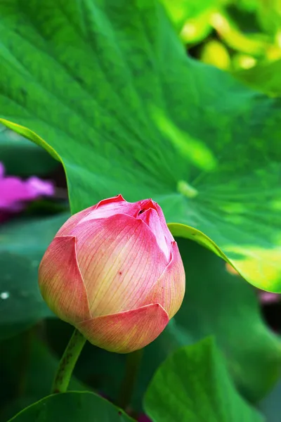Rosa lotusblommor — Stockfoto