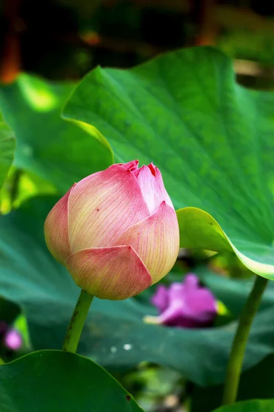Fiori di loto rosa — Foto Stock