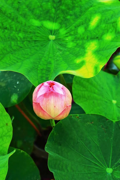 Рожевий Лотос квіти — стокове фото