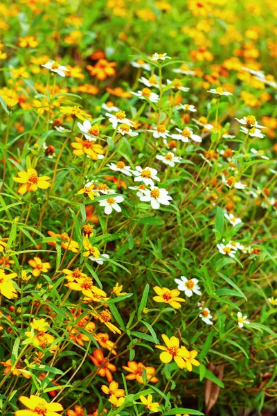 White and yellow daisies. — Stock Photo, Image