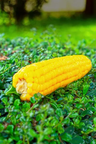 A zöld fű friss kukorica. — Stock Fotó