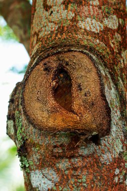eski ahşap arka plan - vintage tarzı.