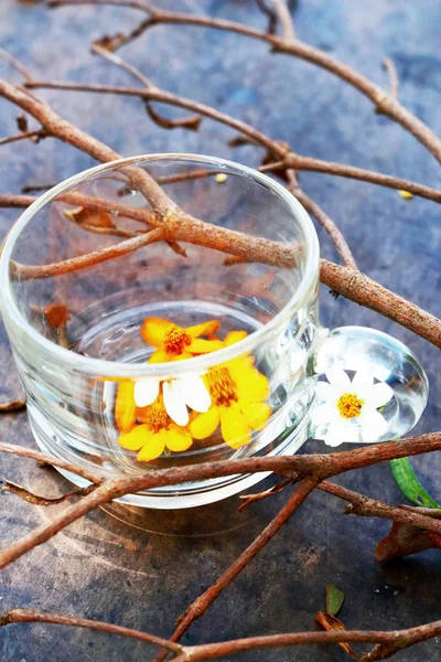 Daisies in a glass on the twigs. — Stock Photo, Image