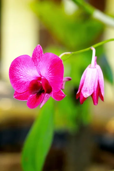 Orkidé - rosa blommor — Stockfoto