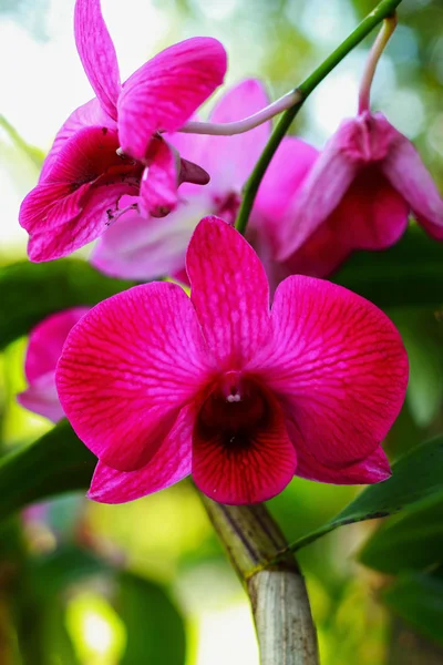 Orquídea - flores rosadas —  Fotos de Stock