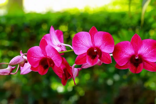 兰花-粉红色的花朵 — 图库照片