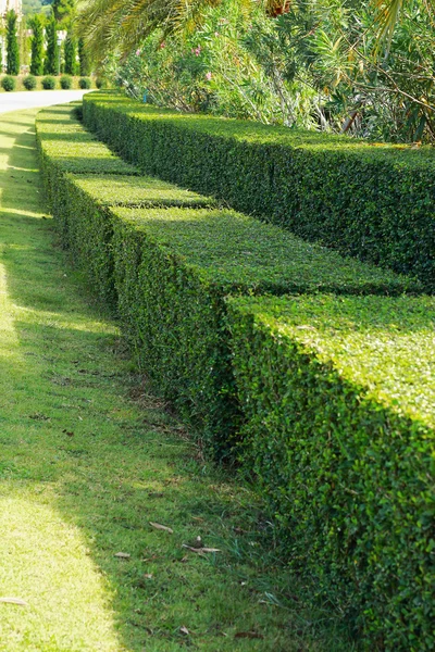 Αγγλικό κήπο με δεντροστοιχίες. — Φωτογραφία Αρχείου