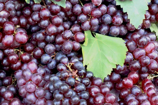 Fresh grapes on the market — Stock Photo, Image