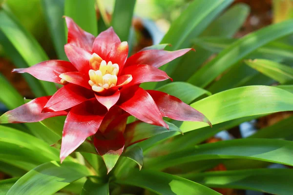 Ananasväxter röda blommor — Stockfoto