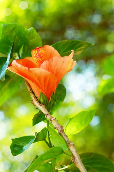 Flower orange - Hibiscus flower — Stock Photo, Image