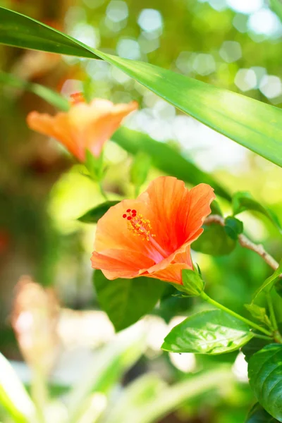 Blomma orange - hibiscus blomma — Stockfoto