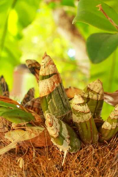 Green leaves - Orchid. — Stock Photo, Image