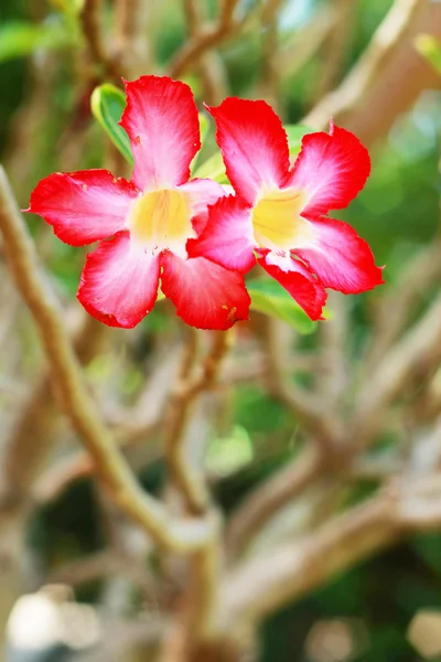 Impala lirio adenium - flores rosadas — Foto de Stock