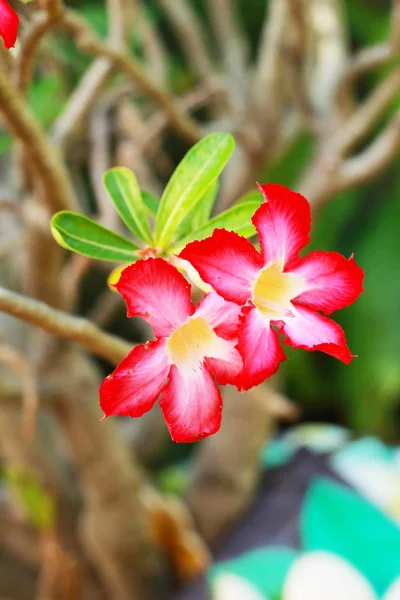 Impala lily adenium - pink flowers — Stock Photo, Image