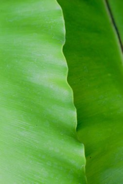 yeşil yapraklar arkaplan