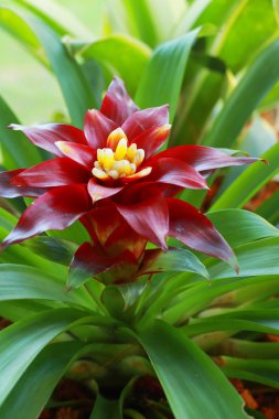 bromeliad kırmızı çiçekler