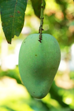 Ağaçtaki mango.