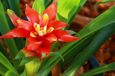 Bromeliad red flowers clipart