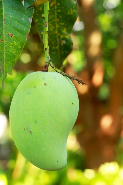 Mango on the tree — Stock Photo, Image