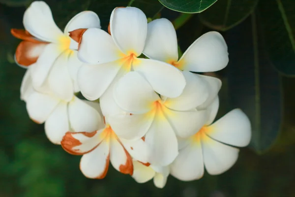 Flor de Frangipani - flores blancas — Foto de Stock