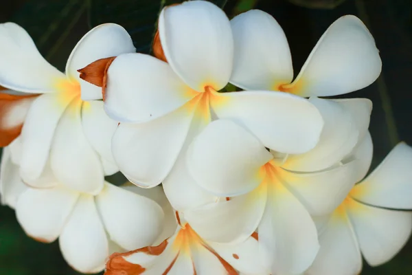 Fiore di Frangipani - fiori bianchi — Foto Stock