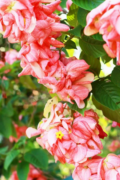 Hojas rosas . — Foto de Stock