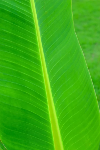 Fondo de hojas verdes - Hojas de plátano . — Foto de Stock