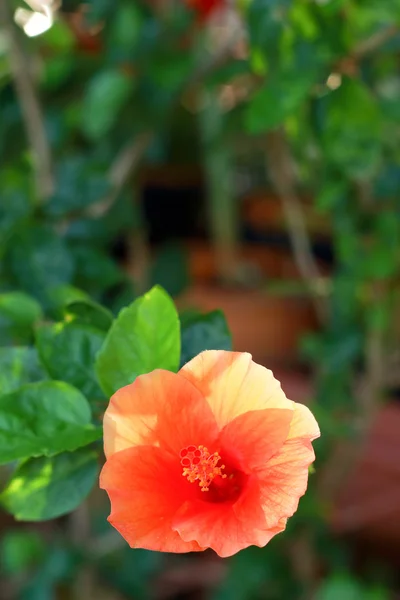 Помаранчевий квітка - квітка гибискуса — стокове фото